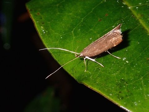 Curved-Horn or Gelechiod Moth Curved-Horn or Gelechiod Moth from the family of Gelechiidae Curved-Horn Moth,Fall,Gelechiidae,Gelechiod Moth,Geotagged,Ifugao,Moth,Philippines
