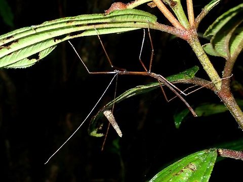 Stick Insect, Phasmid Nymph of Phasmid Fall,Geotagged,Ifugao,Phasmid,Philippines,Stick Insect