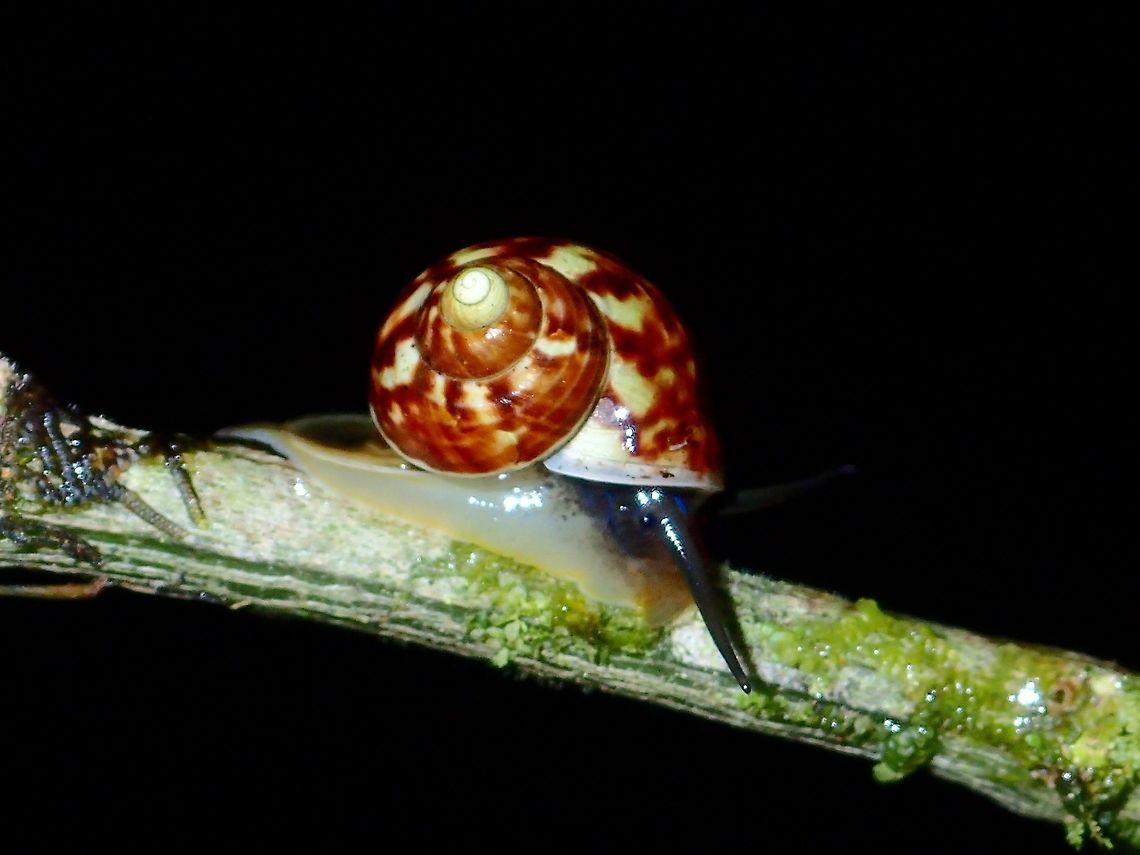 Snail  Fall,Geotagged,Ifugao,Philippines,Snail