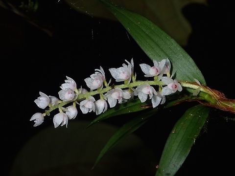 Tiny Orchids This Orchids are very small in size, each flower is around 3-4 mm in size.
They were seen in high altitude montane forest. Fall,Geotagged,Ifugao,Orchids,Philippines