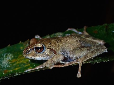 Mossy Tree Frog - Platymantis subterrestris I communicated with an Herpetologists from US and his counterpart from Philippines who have done extensive research in Amphibians and Reptiles in Philippines and they told me this is very likely a Platymantis subterrestris.  However, their record of Platymantis subterrestris is from a different mountain, Mt. Data whereas those I have seen are from a different mountain.  According to them, this species can be highly variable although they did admit that they haven't seen some of the variations in the pictures that I  showed them.  According to them, Platymantis subterrestris is the only Tree Frog species from the Philippines that are found in the montane forest of above 2,00 masl. Fall,Geotagged,Ifugao,Mossy Frog,Mt. Data forest frog,Philippines,Platymantis subterrestris