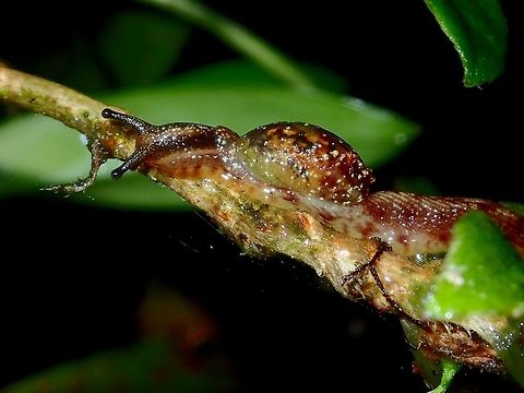 Snail  Fall,Geotagged,Ifugao,Philippines,Snail