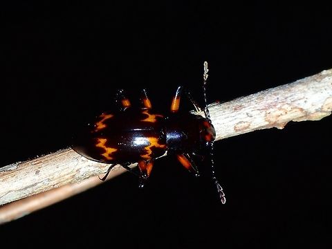 Orange on Black Not sure, but looks similar to the Blister Beetle type of Beetle from Sri Lanka I posted previously. Beetle,Fall,Geotagged,Ifugao,Philippines