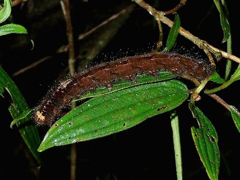 Caterpillar  Caterpillar,Fall,Geotagged,Ifugao,Philippines