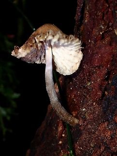 Tiny Mushroom  Fall,Geotagged,Ifugao,Mushroom,Philippines