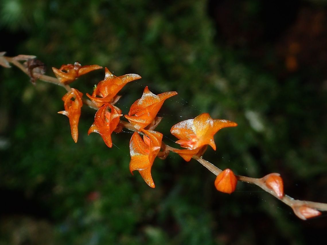 Tiny Orchids Tiny bright orange/red orchids, each flower is only 5-6mm in size. Dendrochilum cinnabarinum,Fall,Geotagged,Ifugao,Orchids,Philippines