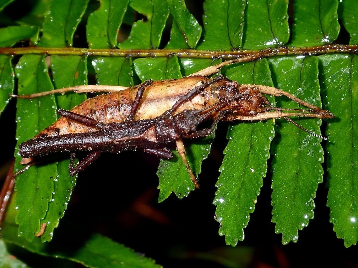 Cute & Cozy Pair of Phasmid of the species Ilocano hebardi, it is the only species under the genus of Ilocano.  The term Ilocano refers to the Ilocano tribe in North Luzon, Philippines where this species were first discovered.<br />
<br />
This species could possibly be the smallest Phasmid in the Philippines with the Female (the larger lighter brown colour) at 4cm and the Male (the smaller darker brown colour) at 3cm in size.<br />
<br />
This species has a similar characteristic i.e. the triangular shape/pattern at the end of the thorax compared to another endemic species, Tisamenus from Philippines. <br />
<br />
This species has only been encountered from the high altitude montane forest. Fall,Geotagged,Ifugao,Ilocano hebardi,Phasmid,Philippines,Stick Insect