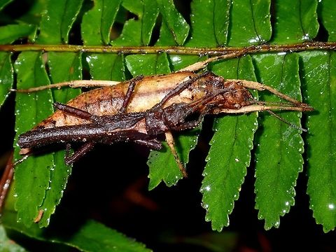 Cute & Cozy Pair of Phasmid of the species Ilocano hebardi, it is the only species under the genus of Ilocano.  The term Ilocano refers to the Ilocano tribe in North Luzon, Philippines where this species were first discovered.

This species could possibly be the smallest Phasmid in the Philippines with the Female (the larger lighter brown colour) at 4cm and the Male (the smaller darker brown colour) at 3cm in size.

This species has a similar characteristic i.e. the triangular shape/pattern at the end of the thorax compared to another endemic species, Tisamenus from Philippines. 

This species has only been encountered from the high altitude montane forest. Fall,Geotagged,Ifugao,Ilocano hebardi,Phasmid,Philippines,Stick Insect