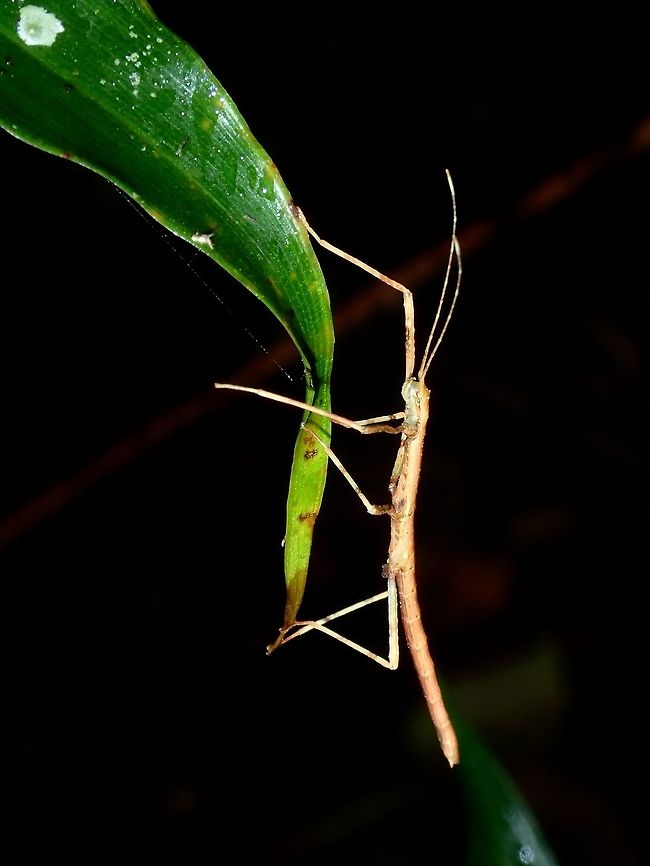 Stick Insect, Phasmid Nymph of Phasmid, unknown species. Fall,Geotagged,Ifugao,Phasmid,Philippines,Stick Insect