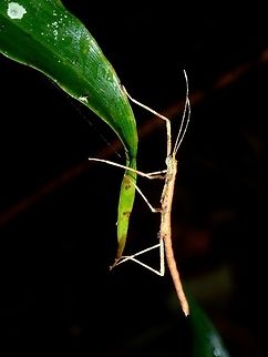 Stick Insect, Phasmid Nymph of Phasmid, unknown species. Fall,Geotagged,Ifugao,Phasmid,Philippines,Stick Insect