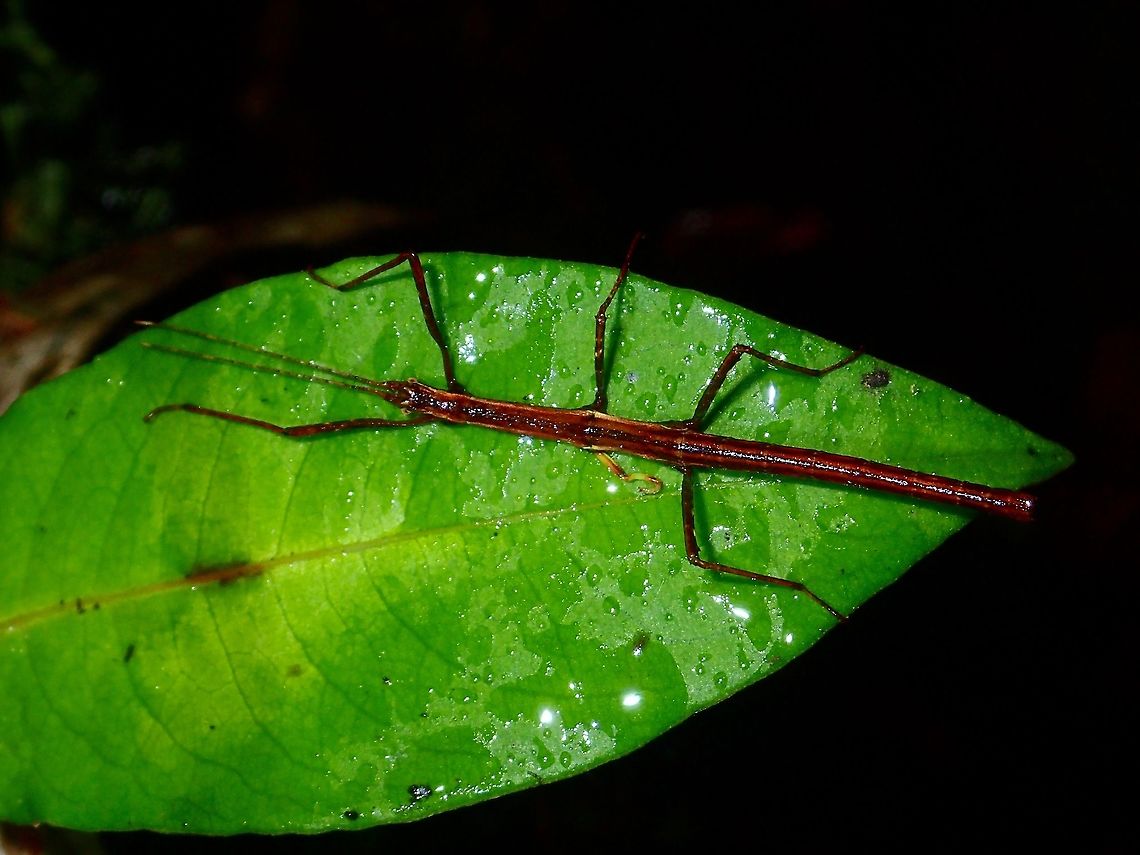 Stick Insect, Phasmid Nymph of Phasmid, unknown species. Fall,Geotagged,Ifugao,Phasmid,Philippines,Stick Insect