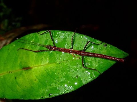 Stick Insect, Phasmid Nymph of Phasmid, unknown species. Fall,Geotagged,Ifugao,Phasmid,Philippines,Stick Insect