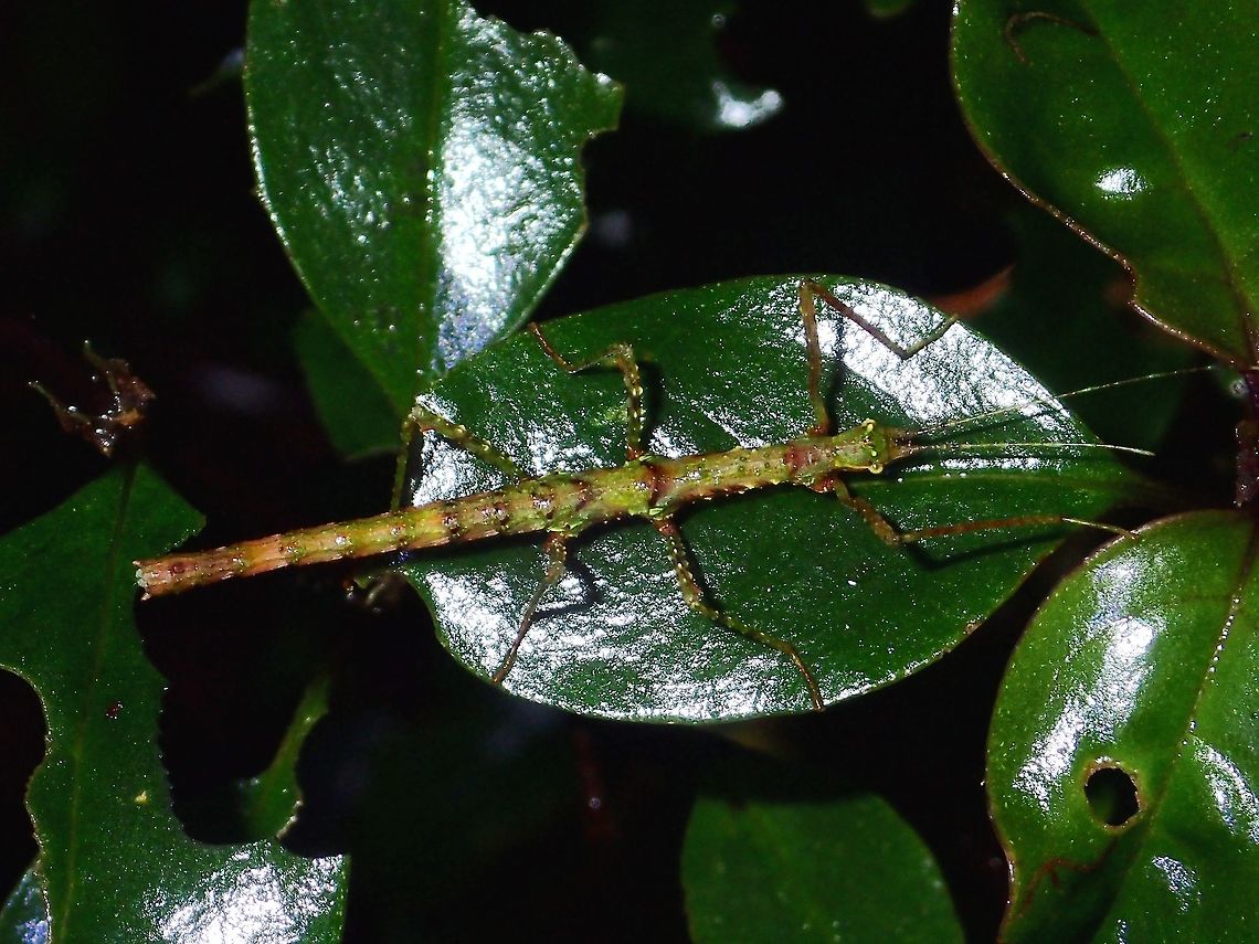 Stick Insect, Phasmid - Otraleus sp Nymph of Phasmid from the genus Otraleus.<br />
Up to last year, only one species of Otraleus were known, described from Indonesia in 1935.<br />
Earlier this year in 2016, one new species was described from Borneo Malaysia.<br />
However, for at least 4 years now, I have known of 4-5 species from Philippines from the montane forest and they will be described in a publication likely to be released end of this year. Fall,Geotagged,Ifugao,Otraleus sp,Phasmid,Philippines,Stick Insect