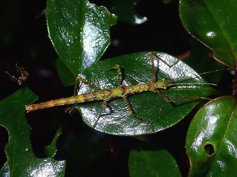Stick Insect, Phasmid - Otraleus sp Nymph of Phasmid from the genus Otraleus.
Up to last year, only one species of Otraleus were known, described from Indonesia in 1935.
Earlier this year in 2016, one new species was described from Borneo Malaysia.
However, for at least 4 years now, I have known of 4-5 species from Philippines from the montane forest and they will be described in a publication likely to be released end of this year. Fall,Geotagged,Ifugao,Otraleus sp,Phasmid,Philippines,Stick Insect