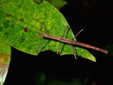 Stick Insect, Phasmid Nymph of Phasmid Fall,Geotagged,Ifugao,Phasmid,Philippines,Stick insect