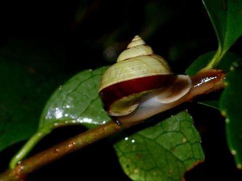 Snail  Fall,Geotagged,Ifugao,Philippines,Snail
