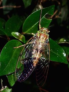 Cicada  Cicada,Fall,Geotagged,Ifugao,Philippines