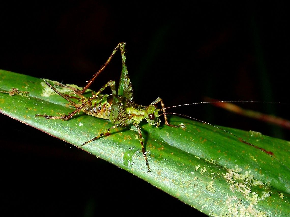 Mossy Cricket  Cricket,Fall,Geotagged,Ifugao,Philippines