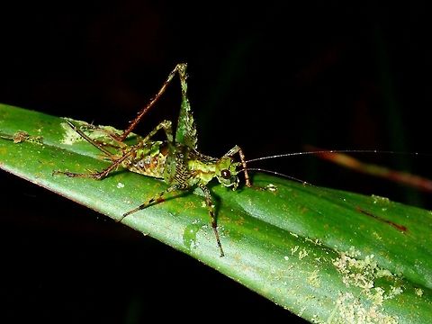 Mossy Cricket  Cricket,Fall,Geotagged,Ifugao,Philippines