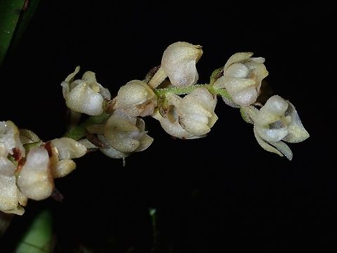 Tiny Orchids Tiny Orchids from high altitude montane forest.
Size of each flower is less than 1 cm in size. Fall,Geotagged,Ifugao,Orchids,Philippines