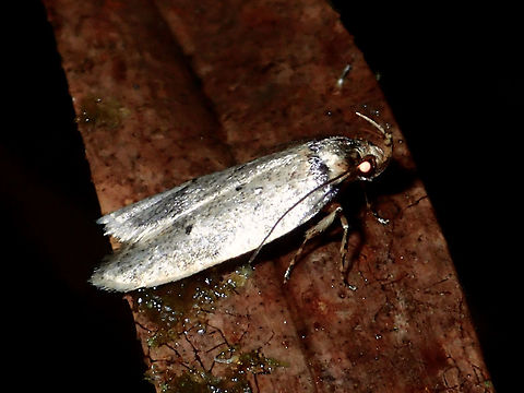 Curved-Horn or Gelechiod Moth Tiny Moth, less than 1 cm in size with silverish coloured wings, from the family of Gelechiidae. Fall,Gelechiidae,Geotagged,Ifugao,Moth,Philippines