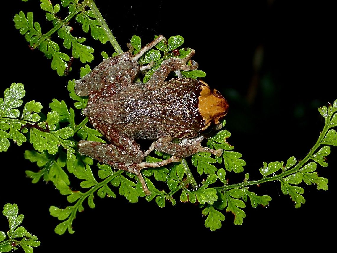 Light brown Snout This small frog has an interesting colouration, just the snout, of from the eyes onward.<br />
I was told most of the frogs from the location I was at are variations of Platymantis subterrestris - Mossy Tree Frog. Fall,Frog,Geotagged,Ifugao,Mossy Tree Frog,Mt. Data forest frog,Philippines,Platymantis subterrestris