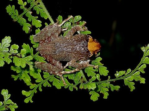 Light brown Snout This small frog has an interesting colouration, just the snout, of from the eyes onward.
I was told most of the frogs from the location I was at are variations of Platymantis subterrestris - Mossy Tree Frog. Fall,Frog,Geotagged,Ifugao,Mossy Tree Frog,Mt. Data forest frog,Philippines,Platymantis subterrestris
