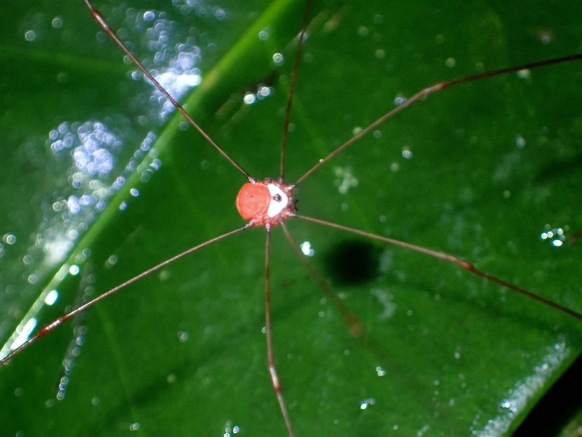 Pink Body Daddy Long Leg with Pink Body Daddy Long Leg,Fall,Geotagged,Harvestman,Ifugao,Philippines