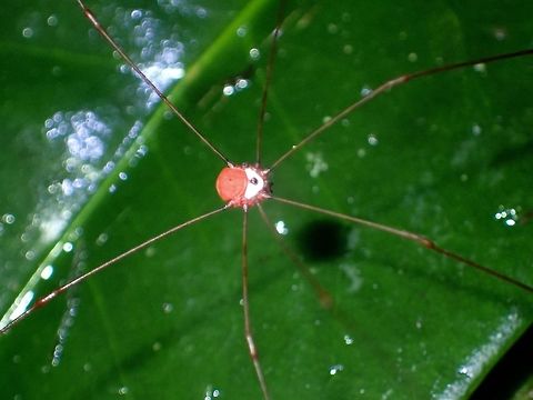 Pink Body Daddy Long Leg with Pink Body Daddy Long Leg,Fall,Geotagged,Harvestman,Ifugao,Philippines