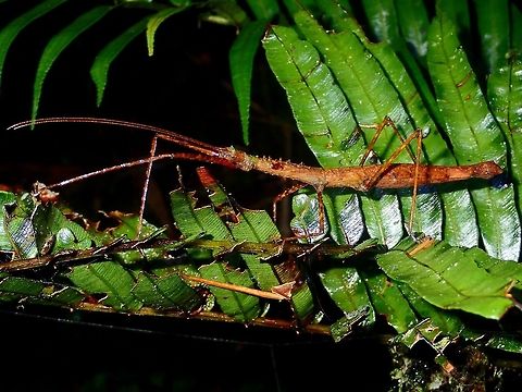 Stick Insect, Phasmid - Acanthomenexenus sp There are 7 species of Phasmids placed under this genus of Acanthomenexenus at the moment, and all species are from Sulawesi, Indonesia.
This picture of a female from Ifugao, Philippines is the first species of Acanthomenexenus from Philippines, and there are likely a few more of them, all have yet to be described.
 Acanthomenexenus sp,Fall,Geotagged,Ifugao,Phasmid,Philippines,Stick Insect