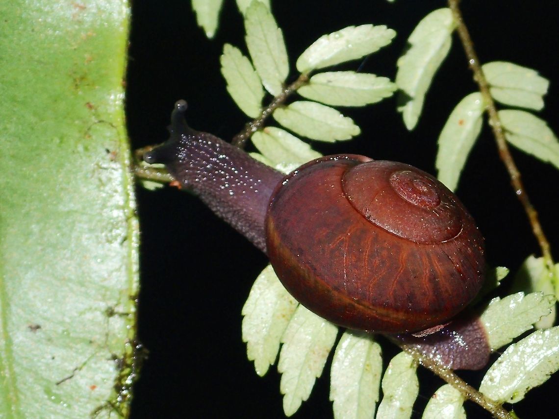 Snail  Fall,Geotagged,Ifugao,Philippines,Snail