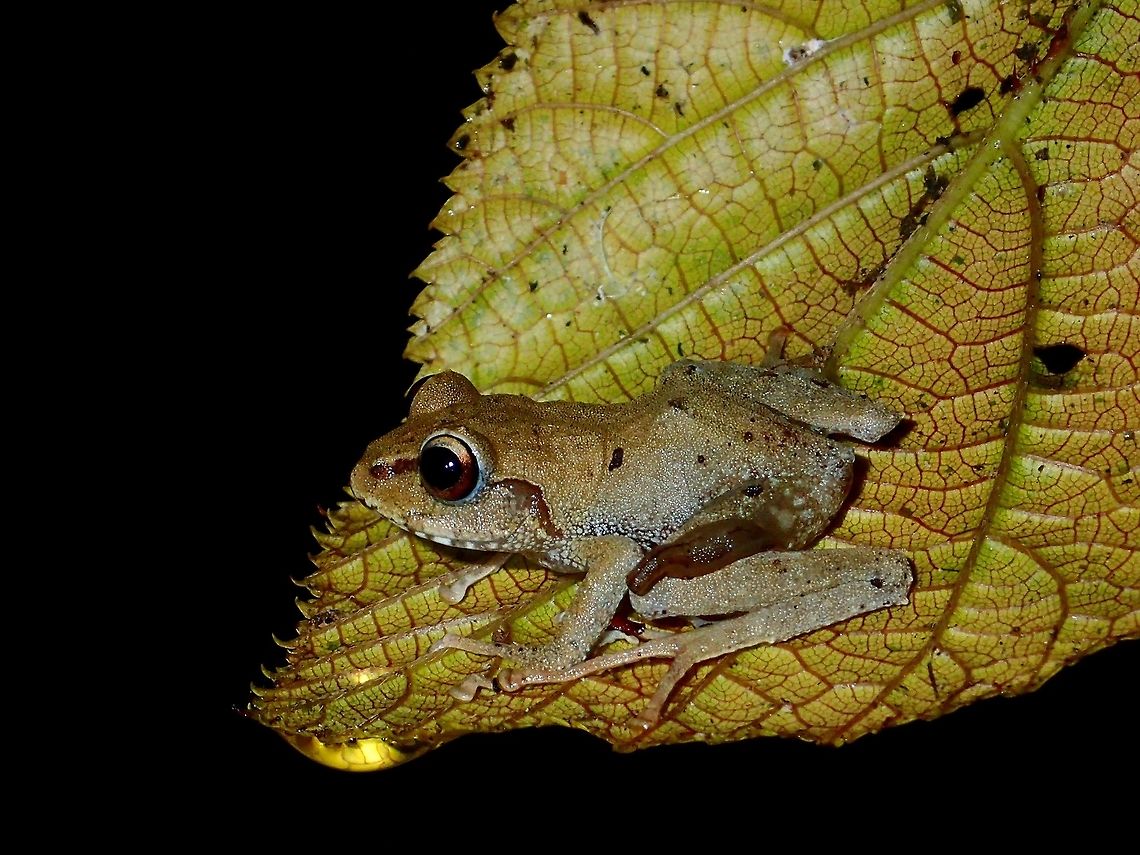 Light on the Leaf This Mossy Tree Frog - Platymantis subterrestris are small in size, usually around 3 cm.<br />
They are currently listed as endangered due to habitat loss. Fall,Frog,Geotagged,Ifugao,Mossy Tree Frog,Mt. Data forest frog,Philippines,Platymantis subterrestris