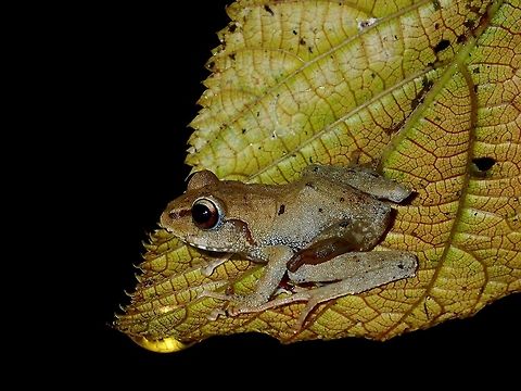 Light on the Leaf This Mossy Tree Frog - Platymantis subterrestris are small in size, usually around 3 cm.
They are currently listed as endangered due to habitat loss. Fall,Frog,Geotagged,Ifugao,Mossy Tree Frog,Mt. Data forest frog,Philippines,Platymantis subterrestris