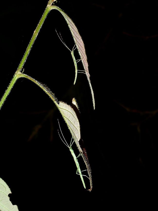 Twins This are nymphs of Phasmids, that's how they usually hang out at night, under the leafs. Fall,Geotagged,Ifugao,Phasmid,Philippines,Stick Insect
