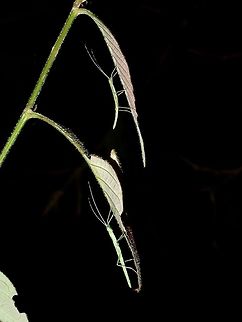 Twins This are nymphs of Phasmids, that's how they usually hang out at night, under the leafs. Fall,Geotagged,Ifugao,Phasmid,Philippines,Stick Insect