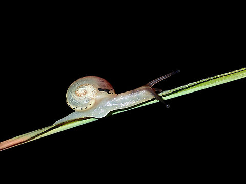 Crawling on thin grass Snail on grass Fall,Geotagged,Ifugao,Philippines,Snail