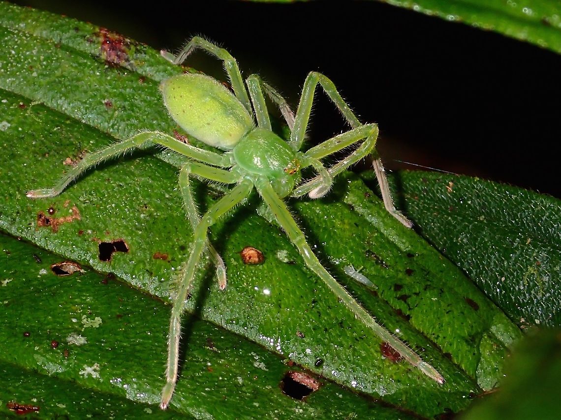 Green Spider  Fall,Geotagged,Ifugao,Philippines,Spider
