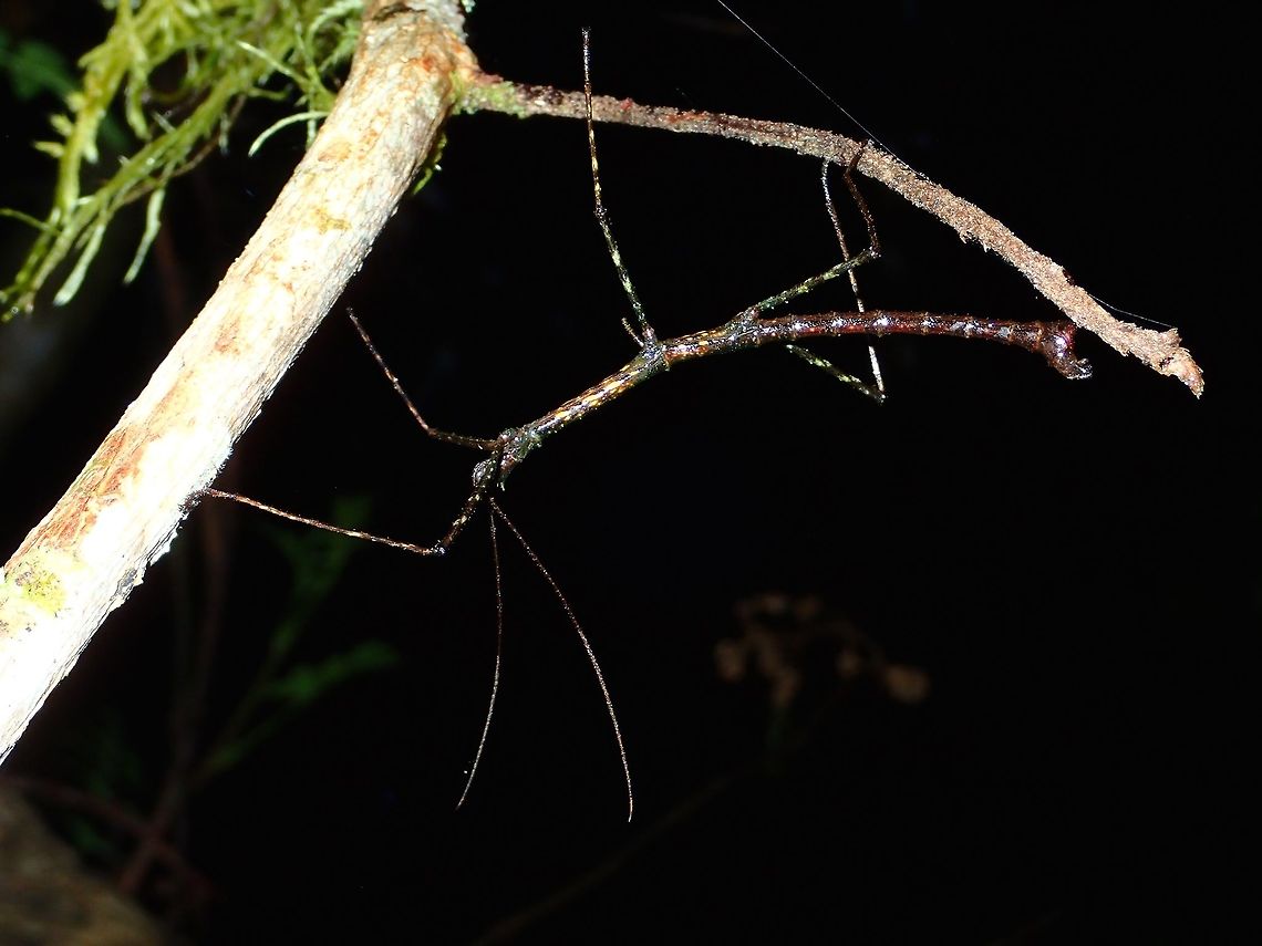 Acrobatic This is a male Phasmid from the genus Acanthomenexenus.<br />
It is as yet an undescribed species. Acanthomenexenus,Fall,Geotagged,Ifugao,Phasmid,Philippines,Stick Insect