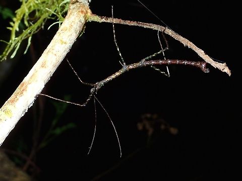 Acrobatic This is a male Phasmid from the genus Acanthomenexenus.
It is as yet an undescribed species. Acanthomenexenus,Fall,Geotagged,Ifugao,Phasmid,Philippines,Stick Insect