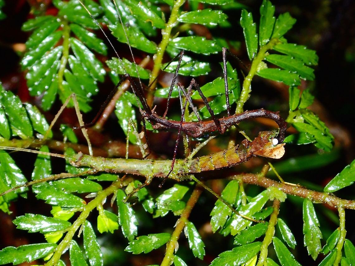 Getting the job done This is a pair of Phasmid of yet to be described species, and for now, not able to place under which genus it belongs to.  Its likely part of the sub-family of Lonchodinae, family of Phasmatidae.<br />
<br />
Its a small species from the montane forest, the green female has lobes on her front and middle legs, and tiny horns on her head.  The smaller dark brown male is more simple in look with two prominent horns.<br />
<br />
In the picture, the 2 are pairing and the sperm packet (white ball) can be seen, being delivered to the female. Fall,Geotagged,Ifugao,Phasmid,Philippines,Stick Insect
