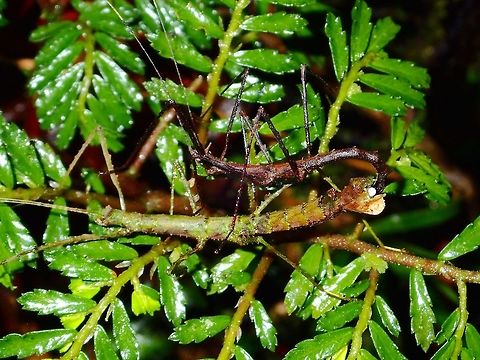 Getting the job done This is a pair of Phasmid of yet to be described species, and for now, not able to place under which genus it belongs to.  Its likely part of the sub-family of Lonchodinae, family of Phasmatidae.

Its a small species from the montane forest, the green female has lobes on her front and middle legs, and tiny horns on her head.  The smaller dark brown male is more simple in look with two prominent horns.

In the picture, the 2 are pairing and the sperm packet (white ball) can be seen, being delivered to the female. Fall,Geotagged,Ifugao,Phasmid,Philippines,Stick Insect