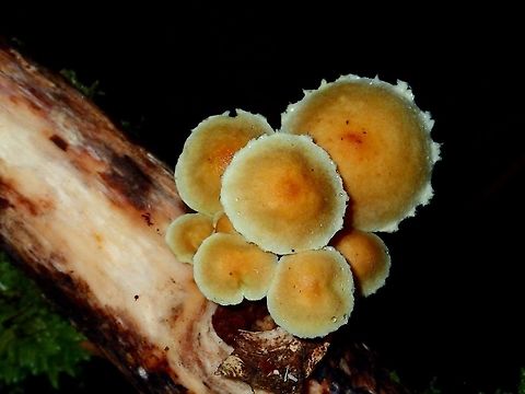 Pancakes A cluster of mushrooms.

Side/under view of the same cluster of mushroom can be seen here :

https://www.jungledragon.com/image/45977/mushrooms.html
 Fall,Geotagged,Ifugao,Mushroom,Philippines