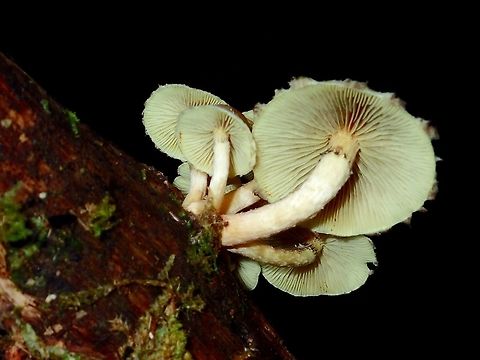 Mushrooms  Fall,Geotagged,Ifugao,Mushroom,Philippines