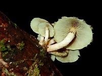 Mushrooms  Fall,Geotagged,Ifugao,Mushroom,Philippines