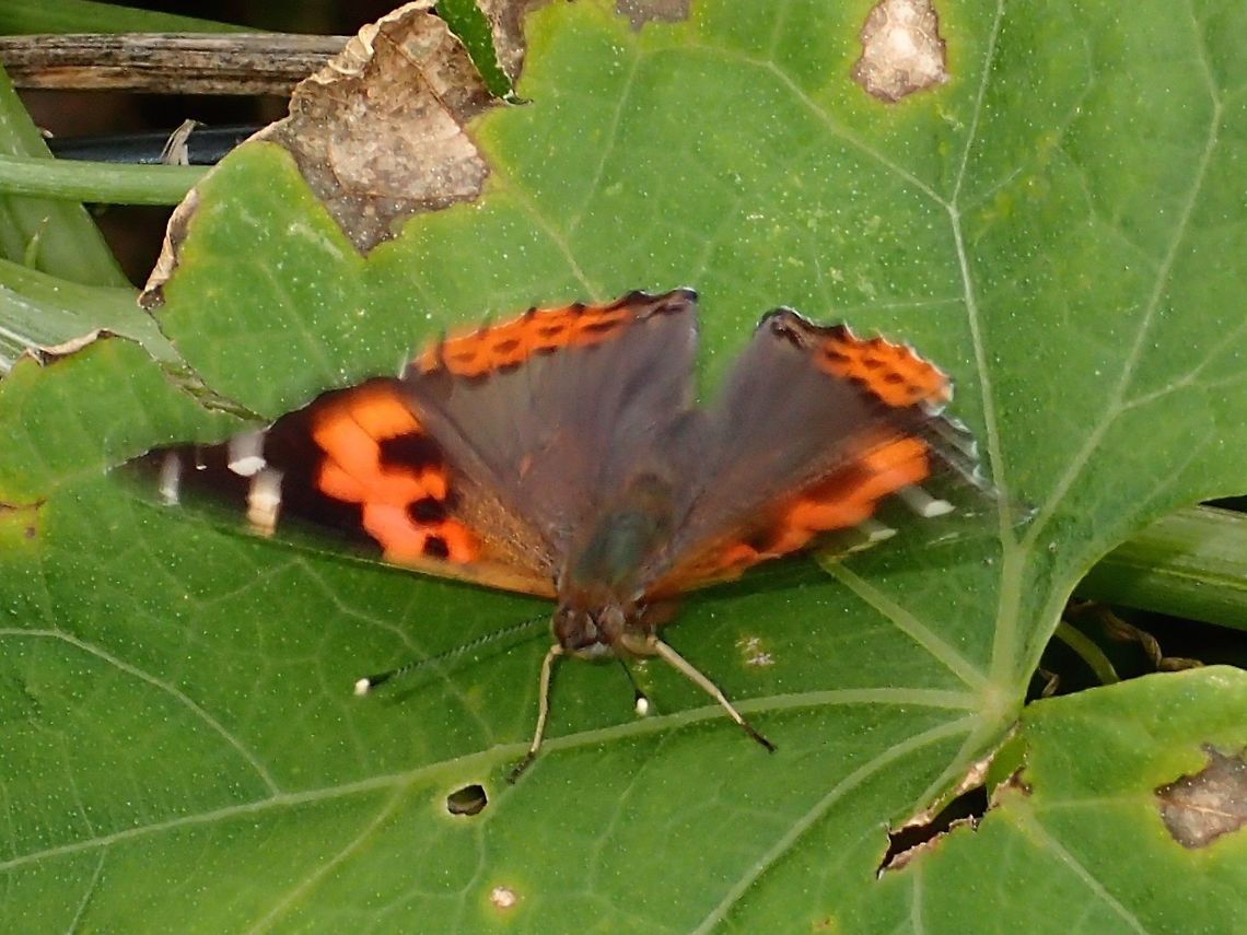 Iron Red Admiral Butterfly - Vanessa indica indica This is a subspecies of Vanessa indica - Iron Red Admiral Butterfly (Vanessa indica indica) Butterfly,Fall,Geotagged,Ifugao,Indian Red Admiral,Philippines,Vanessa indica,Vanessa indica indica
