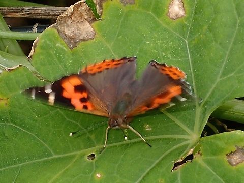 Indian Red Admiral
