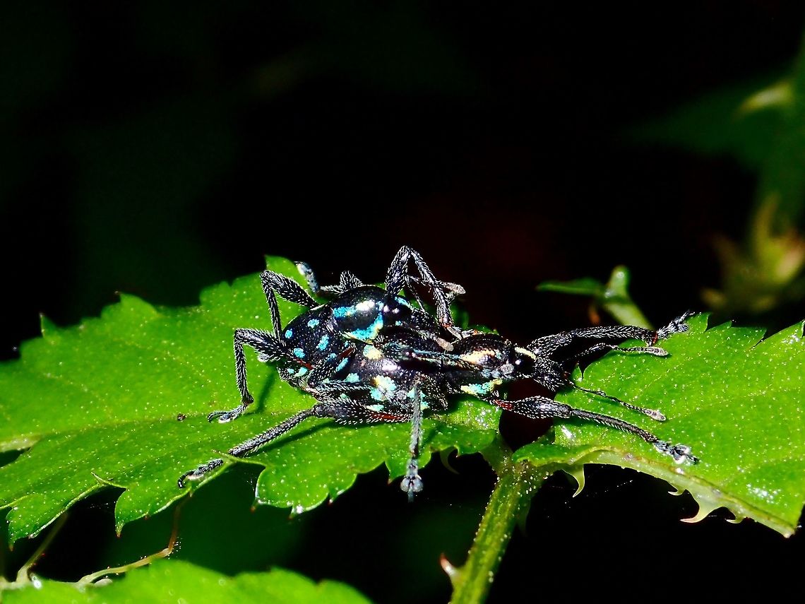 Weevil Love A pair of Black Weevil with blue spots/markings Beetle,Fall,Geotagged,Ifugao,Philippines,Weevil