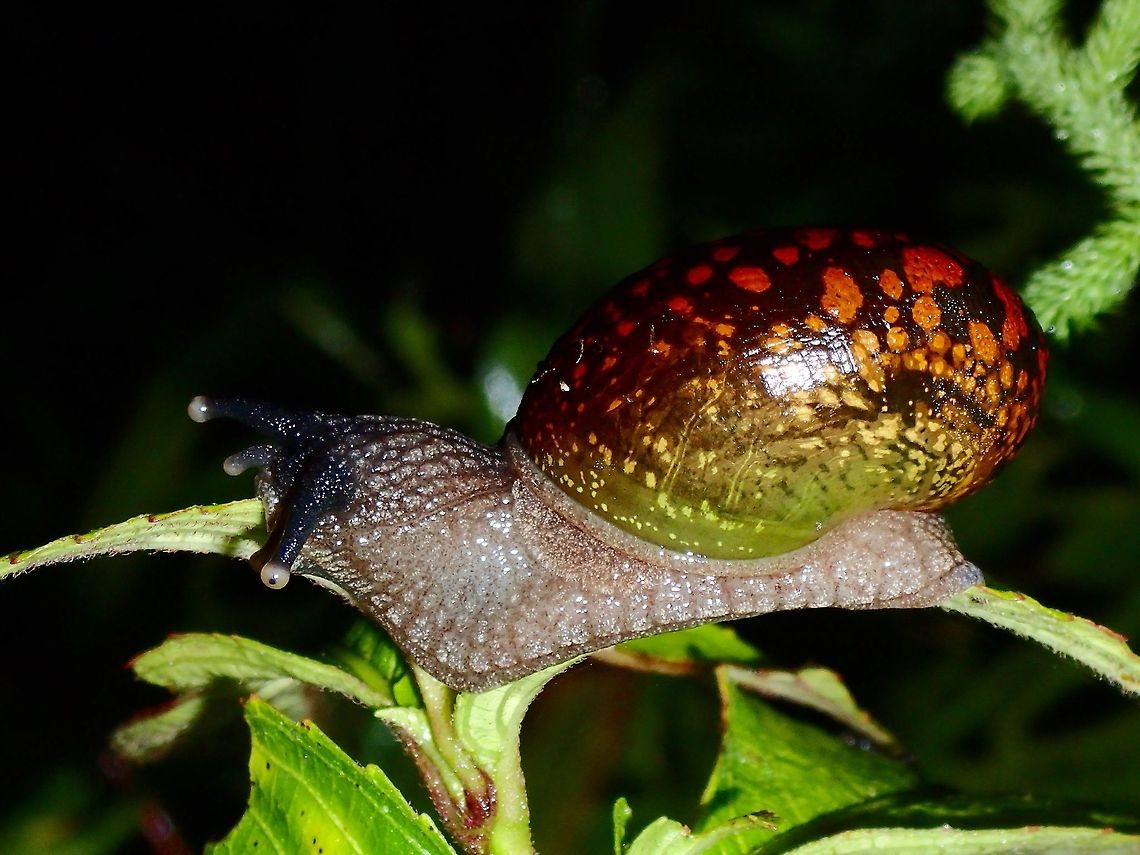 Snail  Fall,Geotagged,Ifugao,Philippines,Snail