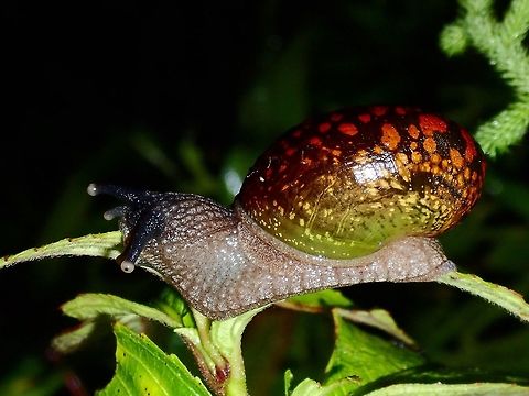 Snail  Fall,Geotagged,Ifugao,Philippines,Snail