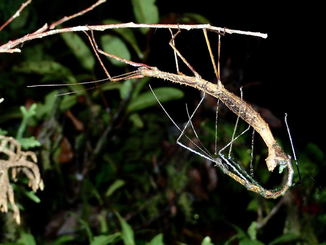 Hanging on there A pair of Phasmids from the genus, Acanthomenexenus, yet to be described species. Acanthomenexenus sp,Fall,Geotagged,Ifugao,Phasmid,Philippines,Stick Insect
